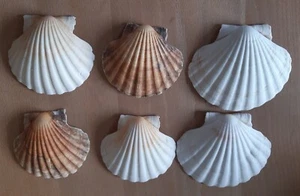 6x Deko Muscheln Jakobsmuscheln Maritime Deko - ca. 10-11 cm - Bild 1 von 2