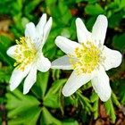 25 ENGLISH WOOD ANEMONE NEMOROSA | Top quality spring flowering