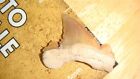 N-42 Fossil Tooth Palaeocarcharodon Orientalis Morocco Pygmy White Shark