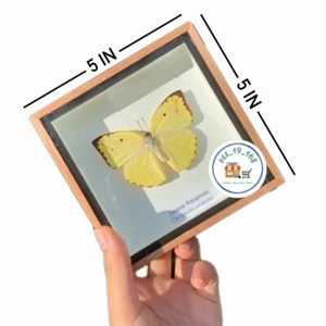 Butterfly Lemon Emigrant Real Insect Fly Taxidermy Rare Delve into Study Nature - Imagen 1 de 6