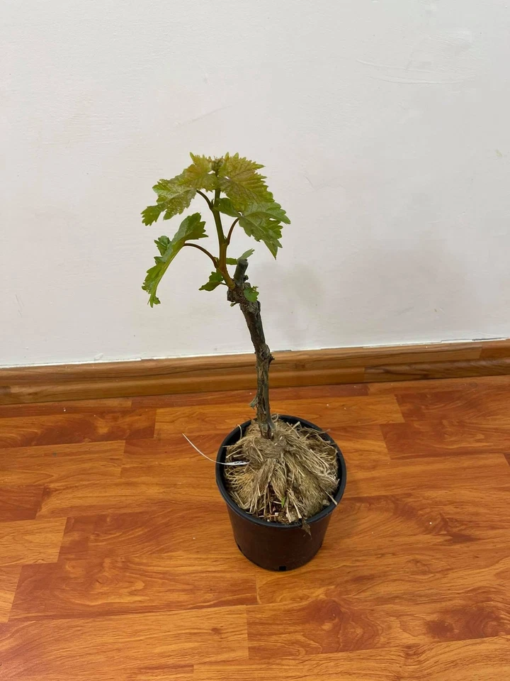 Pianta di Uva Fragola, Piante da frutto - Immagine 1 di 1