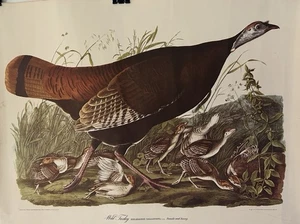 John James Audubon Wild Turkey, Female & Youn Havell Print 24"x18" Antique Style - Bild 1 von 10