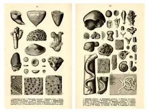 1910 FRAAS PREHISTORIC FOSSILS LITHOGRAPHS moss animals, corals, turban snails - Picture 1 of 5