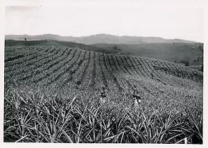 MARTINIQUE c. 1940 - Ananasplantation La Desnel - P 364 - Bild 1 von 2