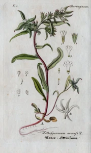 Pflanzen, Heilkräuter Original Kupferstich um 1820 Handkoloriert (70210) - Bild 1 von 2
