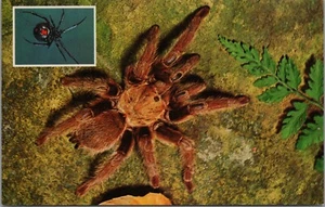 Tarantula Black Widow Spider Chickasaw National Recreation Sulphur OK Postcard - Picture 1 of 3