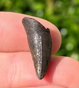 Florida Fossil Alligator Zahn Alligator 0,95" Pleistozän Alter Reptil - Bild 1 von 8