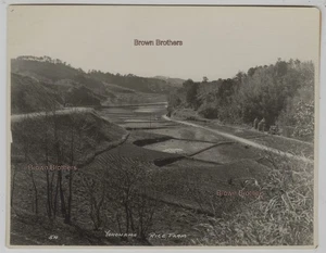 Vintage 1910s Japan Yokohama Terraced Rice Paddy Cultivation Mounted Photo - Bild 1 von 2