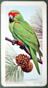 THICK-BILLED PARROT Vintage 1964 Illustrated Card FE22 - Picture 1 of 2