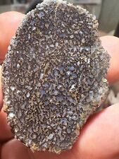 Agatized Utah dino gem bone rough **hxtled slab.