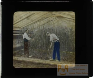 8 vues of Greenhouse near Paris 8 positive glass views for projection 1900 - Bild 1 von 10