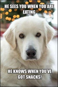 Funny dog refrigerator magnet - Picture 1 of 1