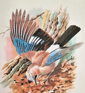 JAY IN WOODLAND. PRINT OF A PAINTING BY BASIL EDE - Picture 1 of 2
