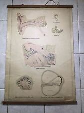 Original vintage medical pull down school chart of hearing system