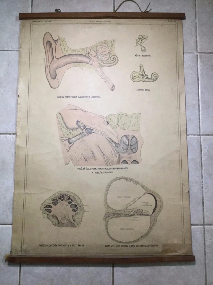 Original vintage médico desmontable escuela tabla de audición Foto 1 de 1