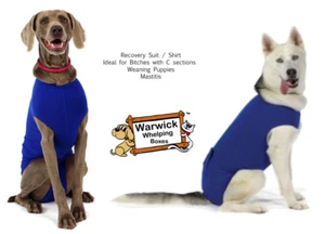 Veterinary Dog Recovery Shirt Suit ideal Pet Surgery Weaning Puppy Mastitis Cat - Picture 1 of 9
