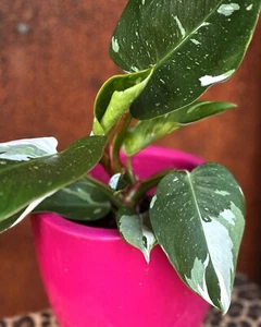 Philodendron White Princess Plant Marble Variegated Aroid | Colly Dolly EXPRESS - Picture 1 of 19