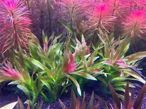 Vallisneria triptera (from Australia) Rare Live Aquariu Rare Live Aquarium Plant - Picture 1 of 6
