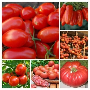 Red Tomato Seeds Mix - Rote Tomaten Samen Mischung - 25+ seeds - Samen - V 187 - Picture 1 of 1