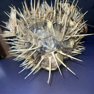 EXCELLENT VINTAGE PORCUPINE PUFFER FISH WITH NATURAL FINS - Image 1 of 4