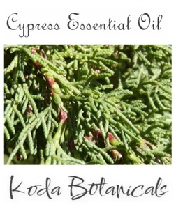 CYPRESS (Cupressus sempervirens) 100% Pure Essential Oil 10ml - Picture 1 of 2
