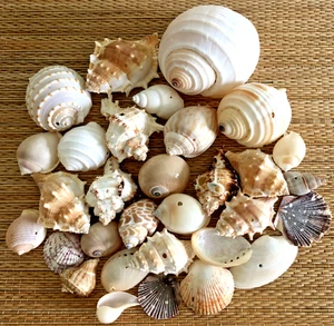 30 MEDIUM TO LARGE SEA SHELLS WITH HOLES - Great for crafting - Picture 1 of 5