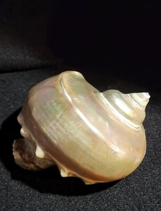 Conchiglia Turbo Marmoratus "Preghiera del Signore" - Foto 1 di 7