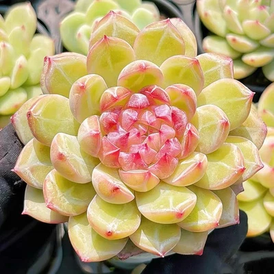 Echeveria Snow Jenny about 3cm succulent  - Image 1 of 4