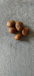 5 Samen Japanische Wollmispel Eriobotrya Japonica - Bild 1 von 2