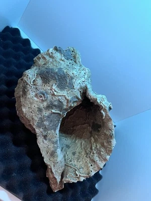 Fossile Echte Meeres Schnecke Dekoration - Bild 1 von 2