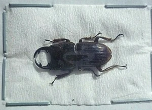 Aegus hamatus, BEETLE, UNMOUNTED, SIN MONTAR A1 - Imagen 1 de 3