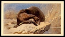 Grandee British Mammals 1982 - Otter No. 10