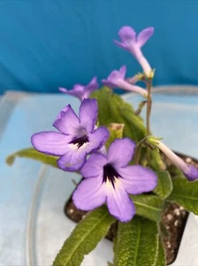 Streptocarpus Fernwood Many Blue Flowers 4” Pot Shade Easy Care Windowsill - Picture 1 of 6