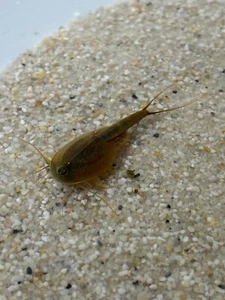 Triops Granarius - Asien, Urzeitkrebse Ansätze mit Futterproben und Anleitung - Bild 1 von 9