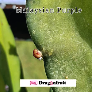 Malaysian purple- Hylocereus guatemalensis Malaysia- Dragon Fruit, Pitaya - Picture 1 of 5
