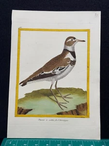 1770's François Nicolas Martinet Bird Engraving Plover Watermarked Paper - Picture 1 of 9