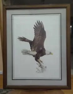 Hugh Hirtle American Bald Eagle framed, signed print. Excellent condition. - Picture 1 of 3