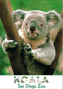 Postcard Koala Bear San Diego Zoo California Phascolarctos cinereus - Picture 1 of 2