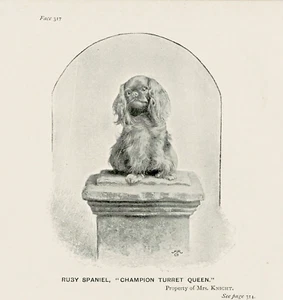 KING CHARLES TOY RUBY SPANIEL NAMED DOG LITTLE ANTIQUE 1895 DOG ART PRINT - Picture 1 of 1