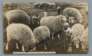 RPPC Schafübertreibung Exemplare von Wollproduzenten Martin Echtfoto Postkarte - Bild 1 von 2