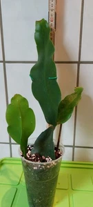 Epiphyllum-oxypetalum (Königin der Nacht) - Junge Pflanze - Bild 1 von 8
