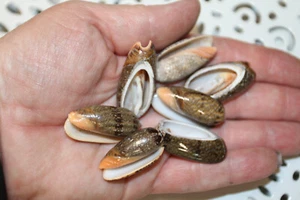 20-OLIVE RETICULATA Cut/Sliced Seashells,Beach Art,Sailors Valentines,CS-100 - Picture 1 of 10