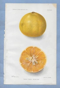 LITHO PRINT D G PASSMORE U S DEPT of AGRICULTURE 1904 WESHART TANGERINE PLATE XX - Picture 1 of 1