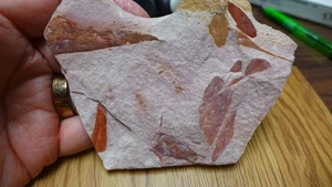 IMPRESE GEOLOGICHE Pianta fossile del Permiano Glossopteris browniana Australia - Foto 1 di 6