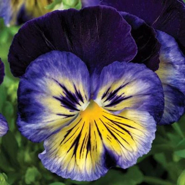 ¡NUEVO! 30+ SEMILLAS DE FLORES AZULES PANSY KARMA / FRAGANTES PERENNES Foto 1 de 1