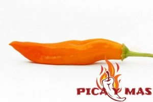 30 CHILE AJI YELLOW PERU CEVICHE SEEDS SEEDS 100% GUARANTEED SPICY - Picture 1 of 11