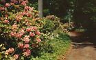 Winterthur, DE, Winterthur Gardens, Rhododendron, Chrome Vintage Postcard a3287