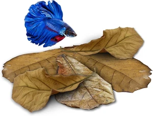 25 Pack Large Catappa Indian Almond Leaves for Bettas, 7-9 Inches - Picture 1 of 11