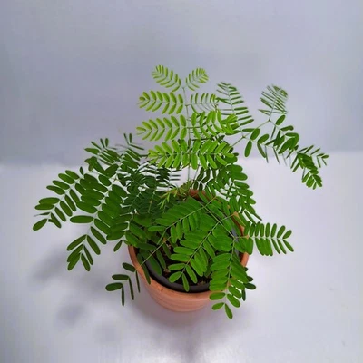 Flammenbaum delonix regia Zimmerpflanze - Bild 1 von 3