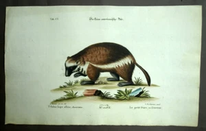 LE GLOUTON ou CARCAJOU ou WOLVERENE Gravure mammifère d'Amérique par Seligmann - Picture 1 of 2